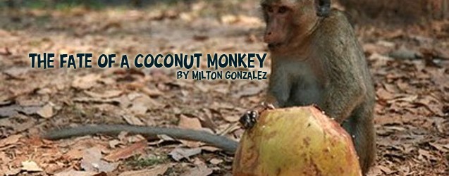 The fate of a coconut monkey…